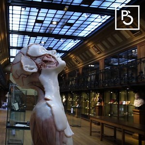 52K views · 820 reactions | Un véritable cabinet de curiosités qui présente l'histoire de la médecine et de la chirurgie ! | Paris Secret | Facebook