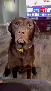 Who’s been telling on me? #PerformanceReview #funnyvideos #justforlaughs | Winston, Rutledge and Reggie the funny Labs