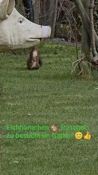 #Eichhörnchen #Puschel #zu #Besuch #im #Garten #Sieglindesorglos #shorts #youtube #video #tiktok