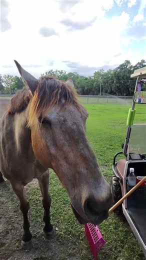 Horse Participates in Riddle Challenge #horse #funny #clever