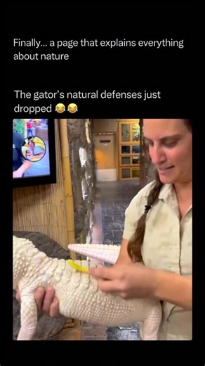Nature Animals Plants Geography on Instagram: "Follow @explainingthewild for the best nature, animal, planet, and geography content While this looks like a glitch in the alligator’s “defense system,” what you’re seeing is actually a highly evolved physiological response to heat. Alligators have a thick, bony armor made of “osteoderms”—bony plates embedded in their skin that act as solar panels to absorb heat. However, because they lack sweat glands, they can quickly overheat in the sun. To cool 