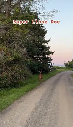 Super Close Doe on 4-Wheeler #deerhunting #4wheeler #nature