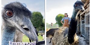 TikTok star Emmanuel the Emu didn't have avian flu after all – it was stress