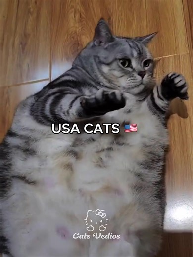 Funny Phonk Cats Playlist