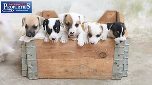 Need a larger home?  Call Lake Havasu City Properties, your local real estate company! ⭐️⭐️⭐️⭐️⭐️ We have more positive Google client reviews than any real estate company in the city. (928) 854-7210 | Lake Havasu Property Management | Facebook