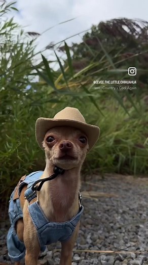 Living my best cowboy life 🤠 #chihuahua #dogs #fyp #cowboy #fypシ #foryou