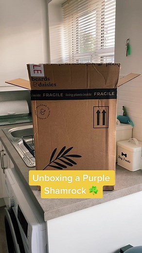 Meet the Oxalis Triangularis! ☘️ #purpleshamrock #plantsoftiktok #planttiptok #plantunboxing #plantaddict #planthappiness #houseplants #planttiktok #plantfolk #plantparenthood