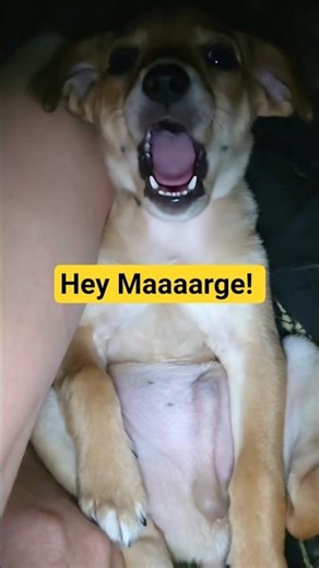 Dog| looks like Homer Simpson with his fat belly #ai #humor #dog #simpsons