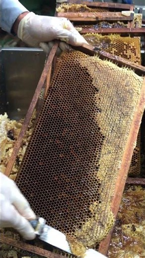 🍯 Watch Pure Raw Honey Uncapping Before Harvest! 🐝 Amazing Honeycomb Reveal #shorts