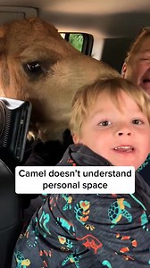 156K views · 1.7K reactions | Everyone scooch over!  #afv #animals #funny | America's Funniest Home Videos | Facebook