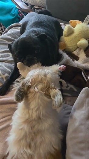 A fierce pup battle that will definitely alarm you! Jk'ing #dogs #dog #dogvideos #dogsofinstagram
