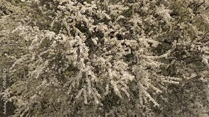 Blossom tree. Aerial drone 4K video with a white flower blossom tree on top of a hill. Concept nature video for spring coming.