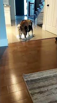 Shiba Inu dog mating/ breeding