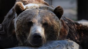 1.3K views · 27 reactions | Saskatoon Forestry Farm Park & Zoo...