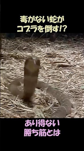 毒がないヘビがコブラを倒す！？ありえない勝ち筋とは♯野生動物♯動物雑学♯キングスネーク