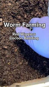 Red Wigglers Cocoon Bedding | Worm Farming #vermicomposting #wormcompost