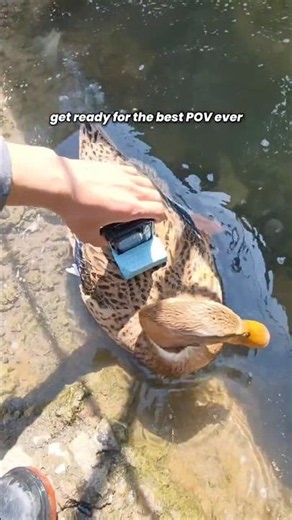 POV: you get a new camera assistant 🦆 | Insta360 Ace Pro 2