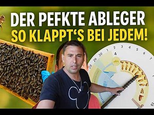 Creating nucs without mistakes – step by step to success Bee nucs made easy