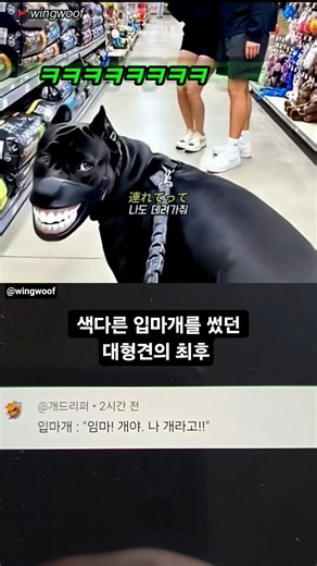 색다른 입마개를 썼던 대형견의 최후 #SHORTS