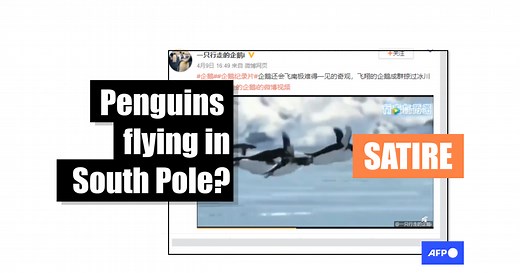 This 'flying penguins' animation is actually a spoof produced by the BBC for April Fool's Day in 2008