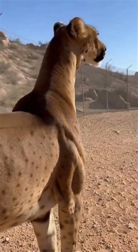 High-Wind Habitat Forced This Animal to Change #experiements #animals #nature
