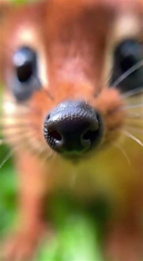 BOOP THE WETTEST SNOOT! 👆🐽