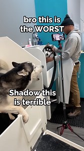 huskies freak out during bath time! #huskies #funnydogs #doglife #talkingdog | The Husky Moon