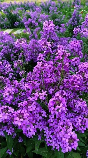The Most Beautiful Flowers Ever Created #flowers #naturetranquility #naturephotography