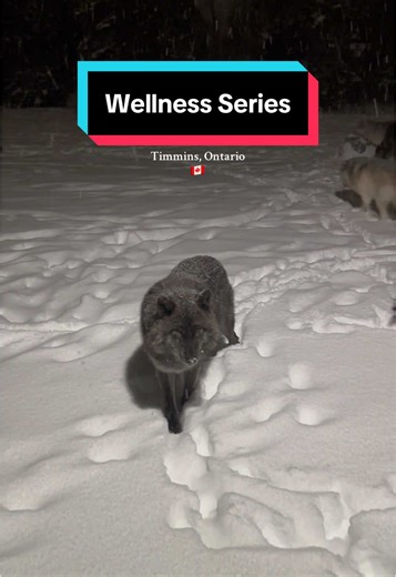 Experience a Cozy Night with Wolves in Timmins, Ontario