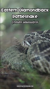 This snake's venom is absolutely lethal #dangeroussnake