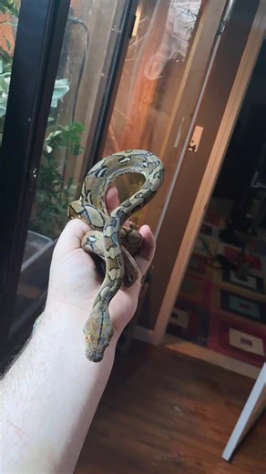 my new sunfire het purple reticulated python#snakes #python #sun #exoticpets #cool