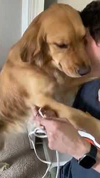 When Dogs Know They’re in Trouble: The Funniest Guilty Moments