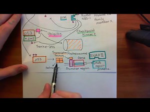 Non-Homologous End Joining Part 4