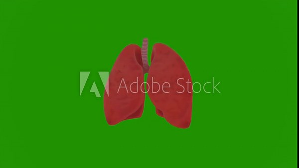 3D realistic human lungs model with intricate anatomical structure, vivid organ texture, dynamically rotating in a full 360-degree spin on vibrant chroma key green screen, detailed respiratory anatomy Stock Video