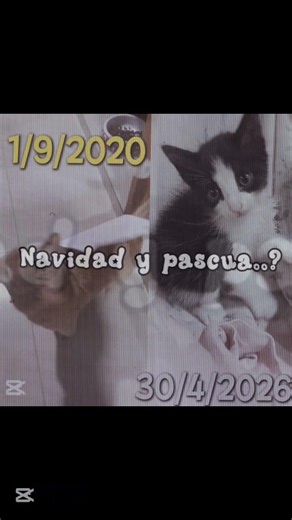 es cuando llegaron a mi vida 🥺💛🩶 #viral #apoyo #ideas #noc