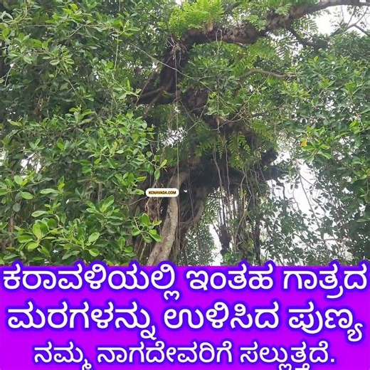 ನಾಗ ದೇವ ರಿಂದ ಉಳಿಯಿತು ನಮ್ಮೂರ ಮರಗಳು Lord Naga saved so many Trees ನಾಗಾರಾಧನೆ in Coastal Karnataka