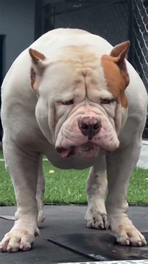 #pit bull eating #dog #edit #shorts