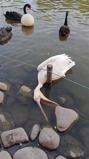 Pelicans have huge throat sacs and wide mouths, and they like to eat