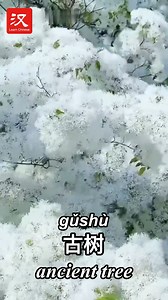 It's the season to admire the blossoming Chinese fringe trees in Beijing. Clusters of white, snow-like flowers hang from the branches, wafting their fragrance in the wind. Among them, the oldest has a history of more than 580 years. The ancient tree (古树 gǔshù) blooms every May, with the flowering period lasting about ten days. #EcoFuture #脉动中国 | Learn Chinese