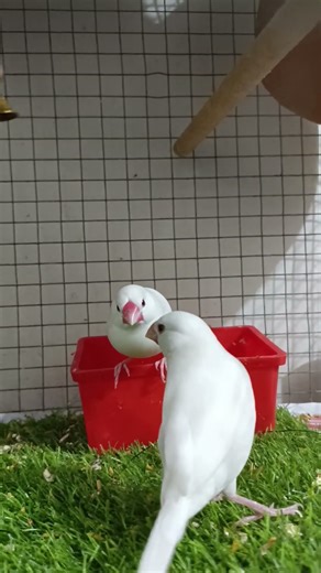 Java sparrow birds 🐦🐦🐦🐦‍⬛♥️#birds #java #javasparrow #pets #cutebirds