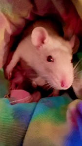 Hold on to your proverbial hats fellow pipsqueaks, because Ratober day 4️⃣ can’t be topped. My girl Faith would like to prove to you that she’s not entirely a deadbeat mom! Not only is she an excellent baby collector and feeder, but she also grooms them AND pees on them, just to let everyone know they’re hers. 😅 In all seriousness, since I was already going to keep Faith & we have about 80 rats at the rescue that will be looking for home, it looks like these sweeties will have a forever home wi