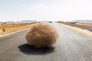 Wild video of Utah town being overtaken by tumbleweeds burying cars and blocking homes