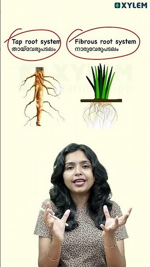 Tap Root vs Fibrous Root - Differences and Examples!!