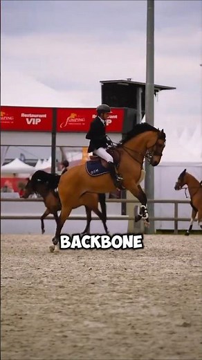 Fascinating Facts About The Cleveland Bay Horse Breed #horse #shorts