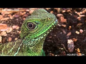 CHINESE WATER DRAGON LIZARD