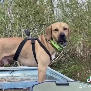 66 reactions · 4 comments | Nothing like a dog with a job  #theMoose #snakedog #hogdog #deerdog #trackingdog #lizarddog #theSupervisor #conservationdog #workingdog #gooddog #goodboy #huntingdog #florida #pythons #hunting #dogsofinstagram #jonboat #boating #everglades #trappermike #pythoncowboy #savetheglades | Python Cowboy Hunts | Facebook