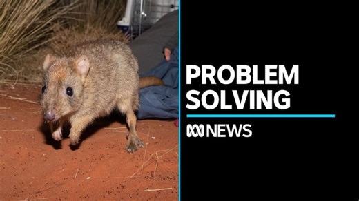 Researchers test native animal's problem-solving abilities