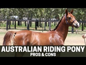 Australian Riding Pony Horse Pros and Cons - Australian Riding Pony Horse Advantage and Disadvantage