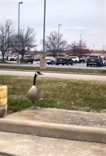 Funny goose 🪿 #usa #animals #foruyou #cute #goose