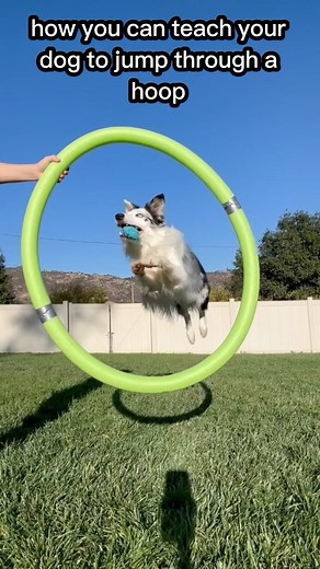 Kikopup on Instagram: "How to train your dog the adorable trick of jumping through a hoop! This trick training tutorial is jampacked with problem-solving tips. Showing training with small dogs as well. #dogtrainingtips #dogtricks #dogtrickstraining #dogtrainingadvice #trickdog #trickdogging #bordercollie #chihuahua #dogtrick #positivereinforcementtraining #dogtrainer #dogtraining"